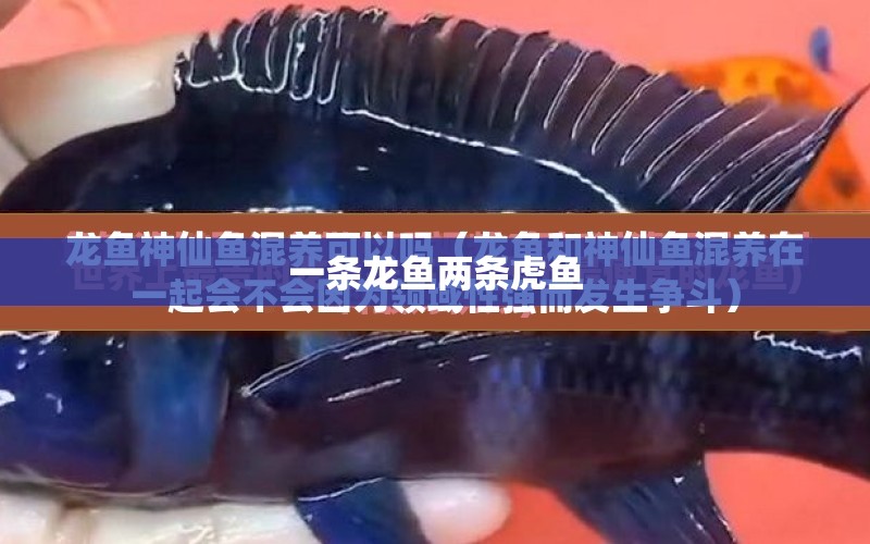 一條龍魚兩條虎魚 水族問答