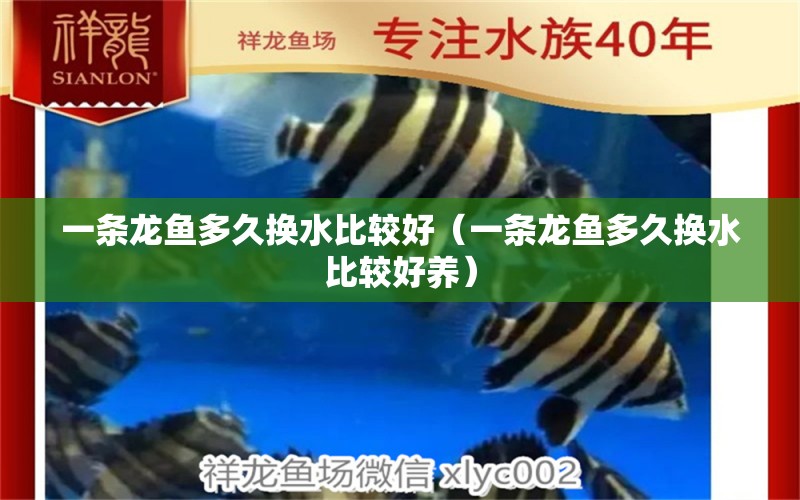 一條龍魚(yú)多久換水比較好（一條龍魚(yú)多久換水比較好養(yǎng)）