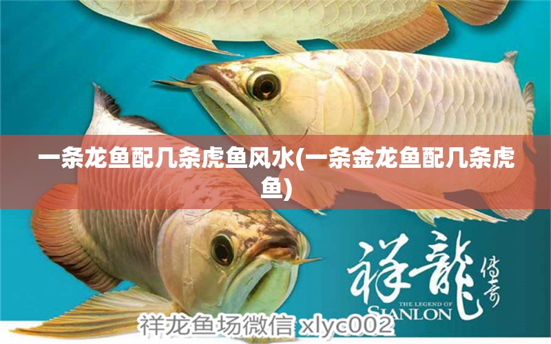 一條龍魚配幾條虎魚風(fēng)水(一條金龍魚配幾條虎魚) 魚缸風(fēng)水