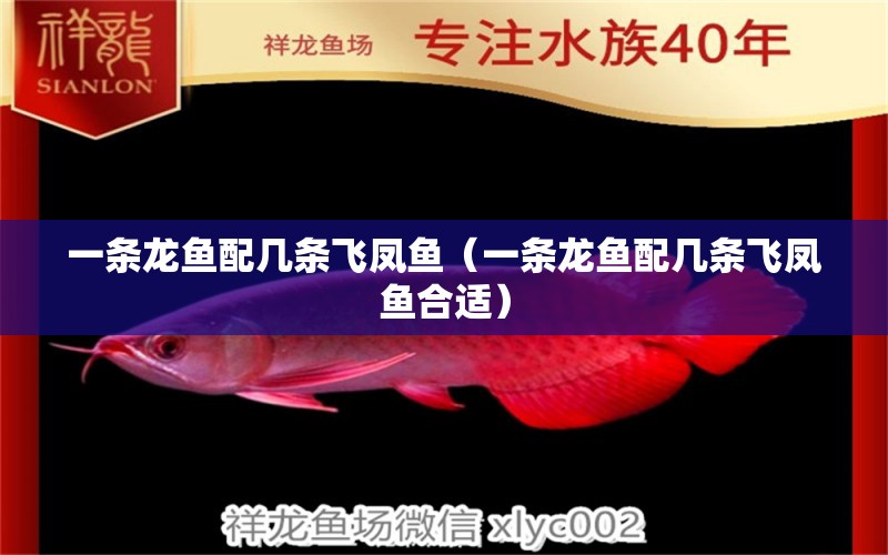 一條龍魚配幾條飛鳳魚（一條龍魚配幾條飛鳳魚合適）