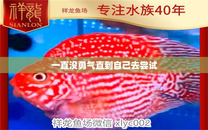 一直沒(méi)勇氣直到自己去嘗試 銀龍魚(yú)