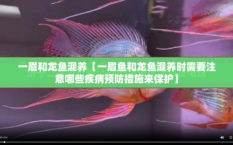 一眉和龍魚混養(yǎng)【一眉魚和龍魚混養(yǎng)時(shí)需要注意哪些疾病預(yù)防措施來(lái)保護(hù)】 水族問(wèn)答 第1張