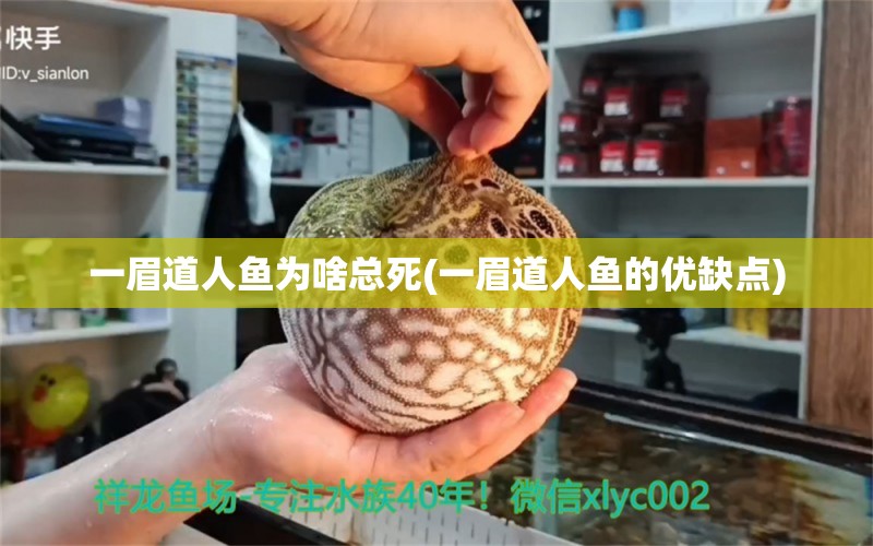 一眉道人魚為啥總死(一眉道人魚的優(yōu)缺點(diǎn)) 一眉道人魚