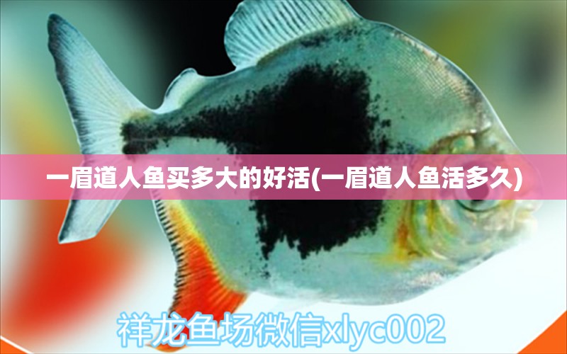 一眉道人魚買多大的好活(一眉道人魚活多久) 一眉道人魚