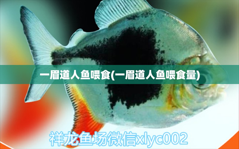 一眉道人魚喂食(一眉道人魚喂食量)