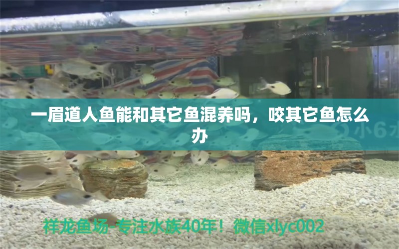 一眉道人魚能和其它魚混養(yǎng)嗎，咬其它魚怎么辦