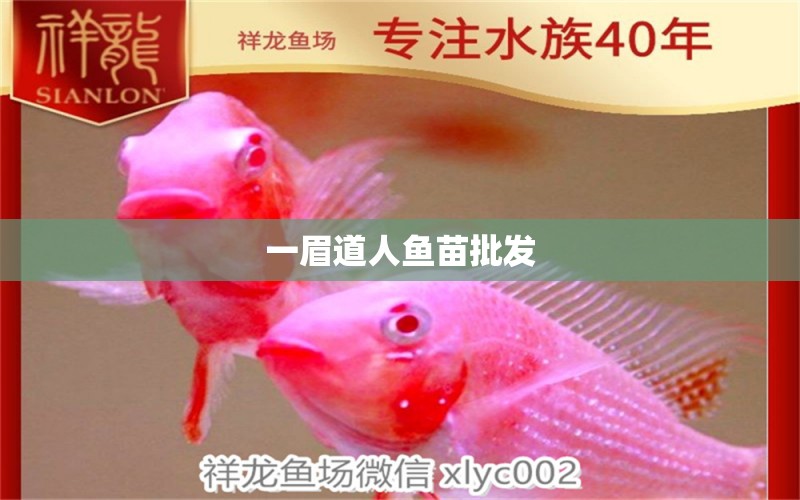 一眉道人魚(yú)苗批發(fā) 一眉道人魚(yú)