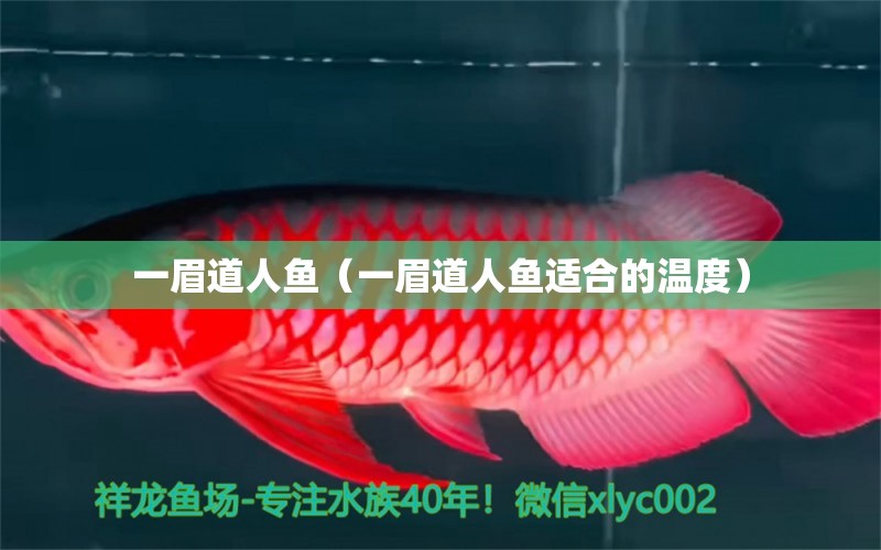 一眉道人魚(yú)（一眉道人魚(yú)適合的溫度） 一眉道人魚(yú)