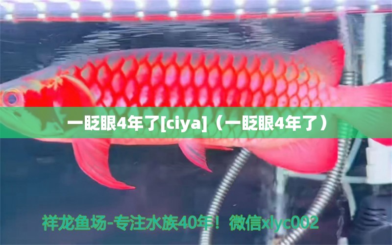 一眨眼4年了[ciya]（一眨眼4年了） 觀賞魚論壇 第2張