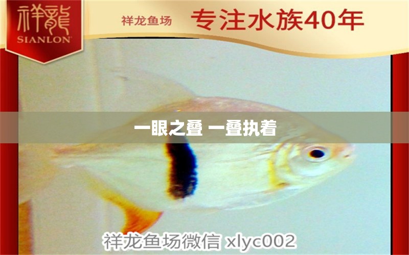 一眼之疊 一疊執(zhí)著 觀賞魚(yú)論壇 第6張