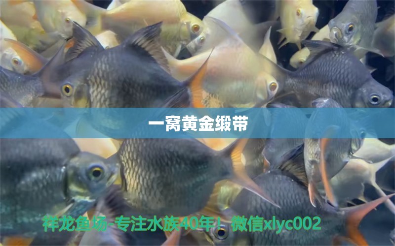 一窩黃金緞帶 魚缸等水族設(shè)備