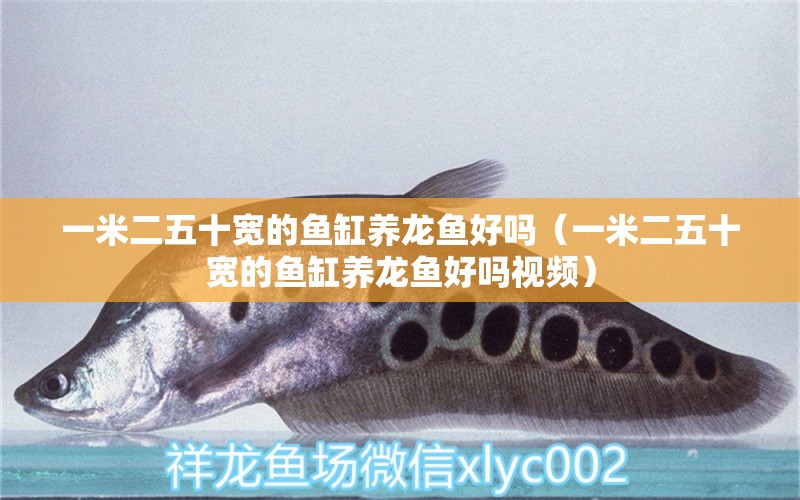 一米二五十寬的魚缸養(yǎng)龍魚好嗎（一米二五十寬的魚缸養(yǎng)龍魚好嗎視頻） 野生埃及神仙魚