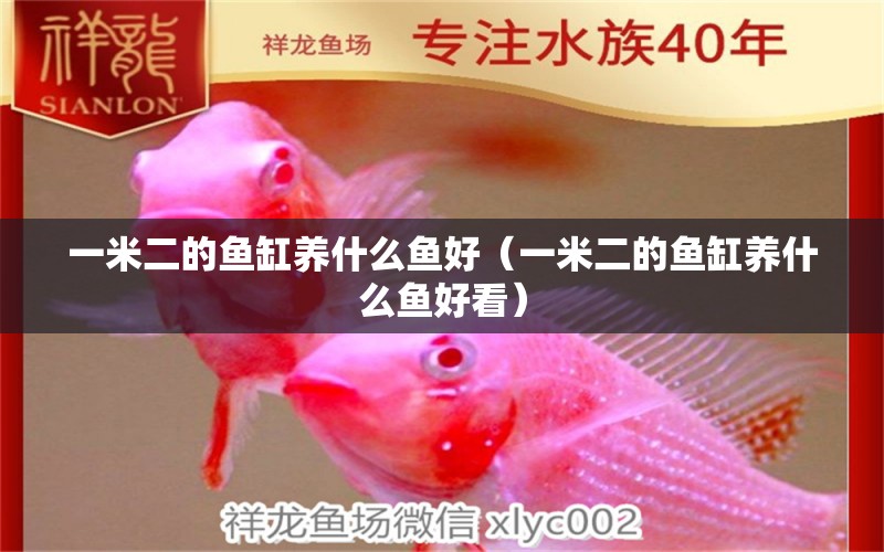 一米二的魚缸養(yǎng)什么魚好（一米二的魚缸養(yǎng)什么魚好看）