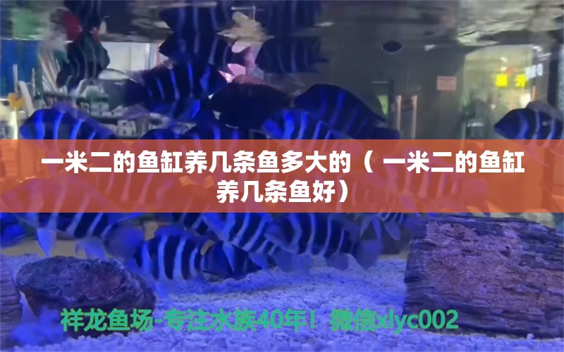 一米二的魚缸養(yǎng)幾條魚多大的（ 一米二的魚缸養(yǎng)幾條魚好） 水族維護(hù)服務(wù)（上門） 第1張