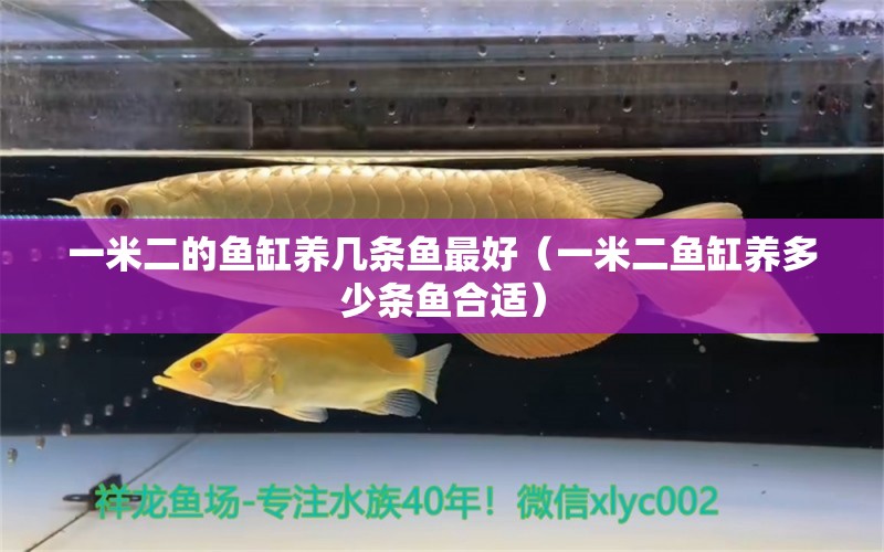 一米二的魚缸養(yǎng)幾條魚最好（一米二魚缸養(yǎng)多少條魚合適）