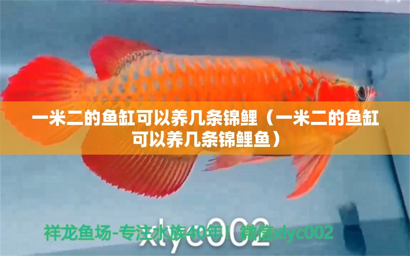 一米二的魚缸可以養(yǎng)幾條錦鯉（一米二的魚缸可以養(yǎng)幾條錦鯉魚） 其他品牌魚缸