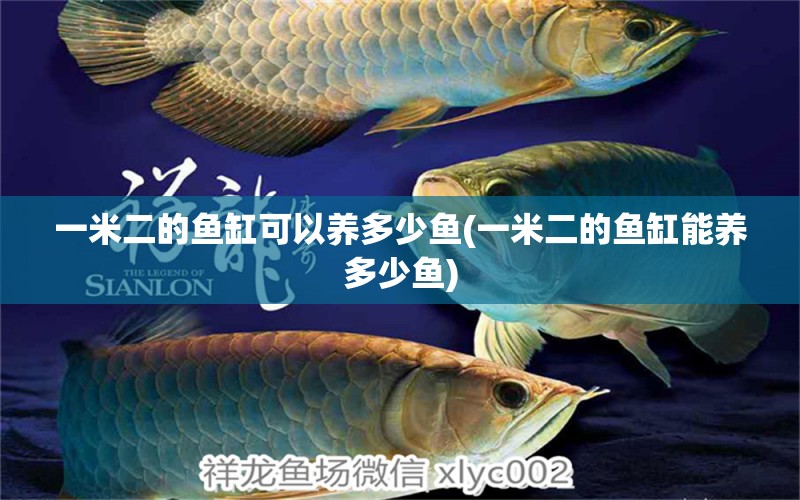 一米二的魚缸可以養(yǎng)多少魚(一米二的魚缸能養(yǎng)多少魚) 進口元寶鳳凰魚