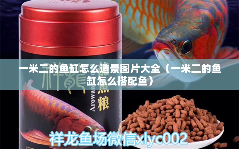 一米二的魚(yú)缸怎么造景圖片大全（一米二的魚(yú)缸怎么搭配魚(yú)）