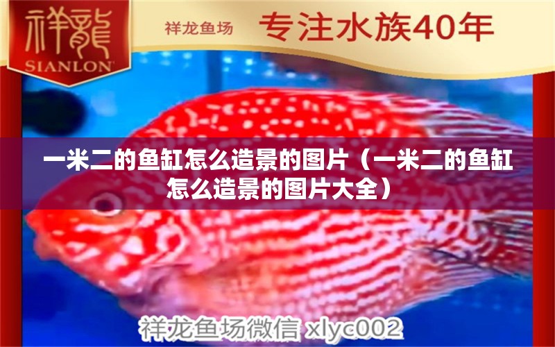 一米二的魚缸怎么造景的圖片（一米二的魚缸怎么造景的圖片大全） 黃金眼鏡蛇雷龍魚