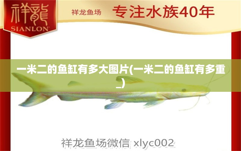 一米二的魚缸有多大圖片(一米二的魚缸有多重_) 玫瑰銀版魚