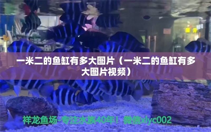 一米二的魚缸有多大圖片（一米二的魚缸有多大圖片視頻） 觀賞魚市場(chǎng)（混養(yǎng)魚）