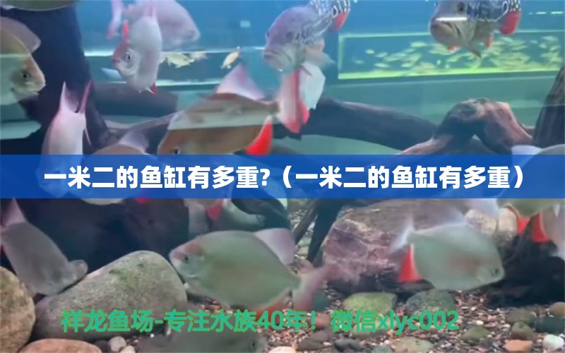 一米二的魚(yú)缸有多重?（一米二的魚(yú)缸有多重）