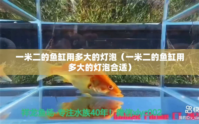 一米二的魚缸用多大的燈泡（一米二的魚缸用多大的燈泡合適）