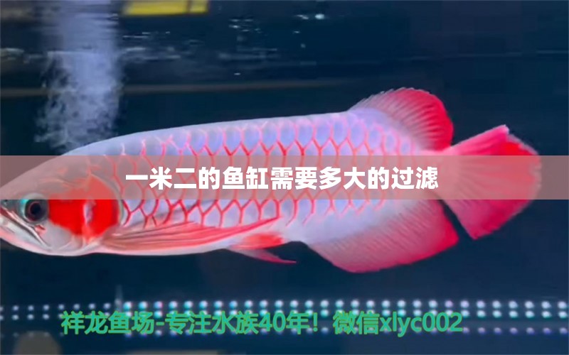 一米二的魚缸需要多大的過濾  小型觀賞魚