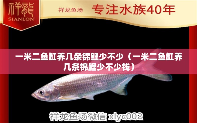 一米二魚缸養(yǎng)幾條錦鯉少不少（一米二魚缸養(yǎng)幾條錦鯉少不少錢） 斑馬狗頭魚