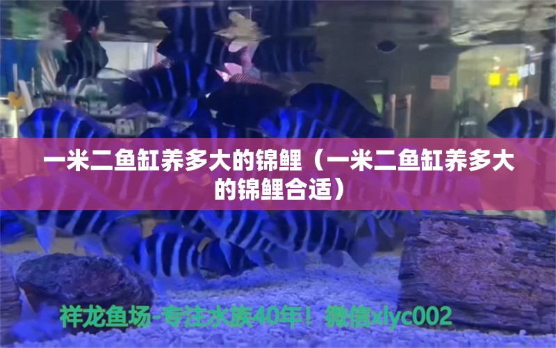 一米二魚缸養(yǎng)多大的錦鯉（一米二魚缸養(yǎng)多大的錦鯉合適）