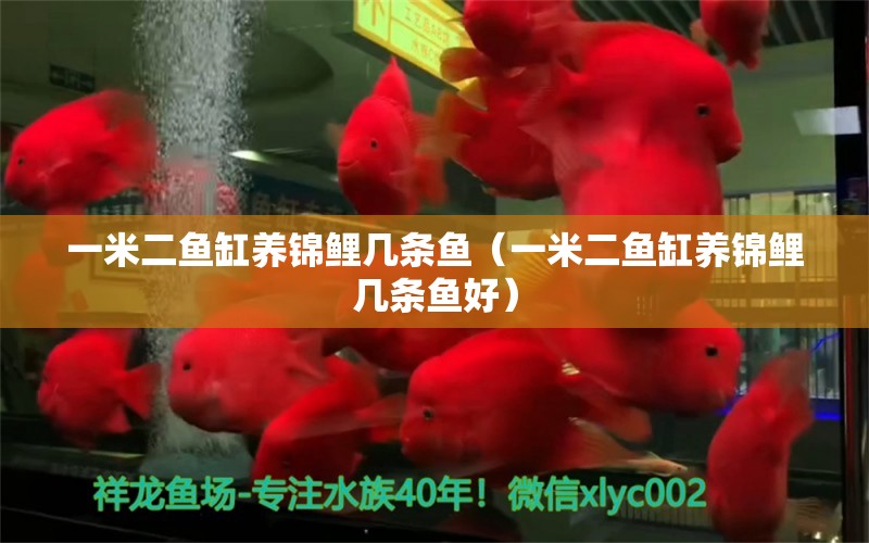 一米二魚缸養(yǎng)錦鯉幾條魚（一米二魚缸養(yǎng)錦鯉幾條魚好）