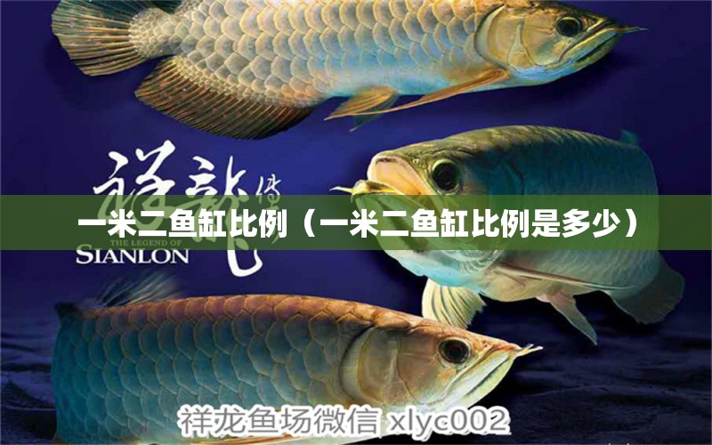 一米二魚缸比例（一米二魚缸比例是多少）