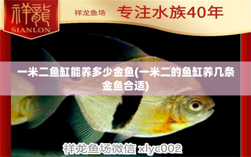 一米二魚缸能養(yǎng)多少金魚(一米二的魚缸養(yǎng)幾條金魚合適) 斑馬鴨嘴魚