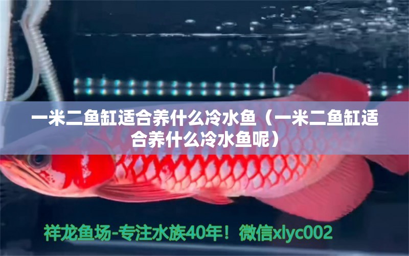 一米二魚缸適合養(yǎng)什么冷水魚（一米二魚缸適合養(yǎng)什么冷水魚呢）