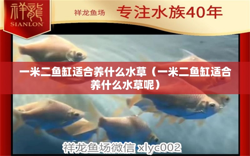 一米二魚缸適合養(yǎng)什么水草（一米二魚缸適合養(yǎng)什么水草呢） 水草