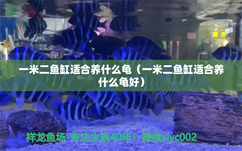 一米二魚缸適合養(yǎng)什么龜（一米二魚缸適合養(yǎng)什么龜好）