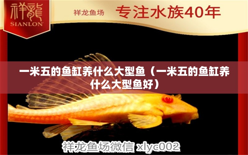 一米五的魚(yú)缸養(yǎng)什么大型魚(yú)（一米五的魚(yú)缸養(yǎng)什么大型魚(yú)好）