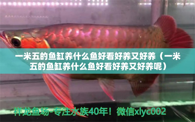 一米五的魚缸養(yǎng)什么魚好看好養(yǎng)又好養(yǎng)（一米五的魚缸養(yǎng)什么魚好看好養(yǎng)又好養(yǎng)呢）