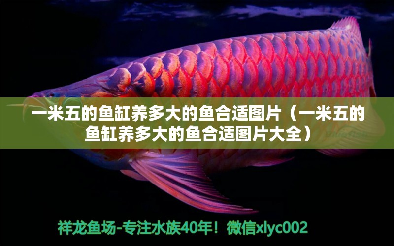 一米五的魚缸養(yǎng)多大的魚合適圖片（一米五的魚缸養(yǎng)多大的魚合適圖片大全） 魚缸百科