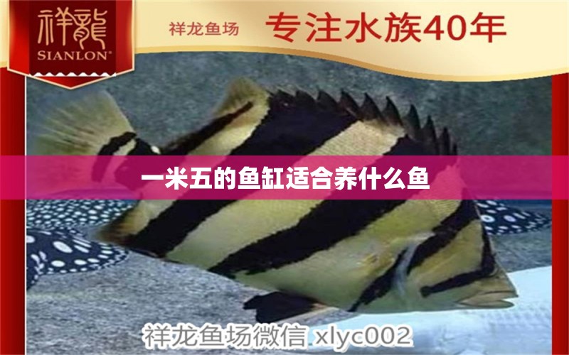 一米五的魚缸適合養(yǎng)什么魚 養(yǎng)魚知識