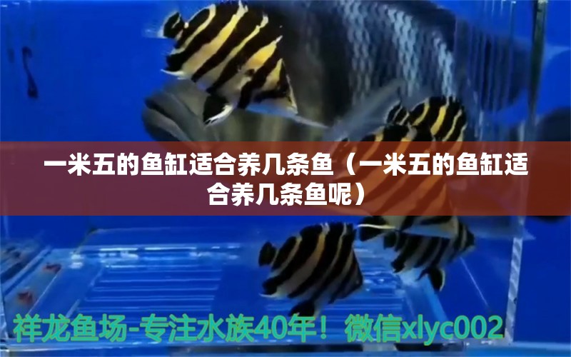 一米五的魚(yú)缸適合養(yǎng)幾條魚(yú)（一米五的魚(yú)缸適合養(yǎng)幾條魚(yú)呢）