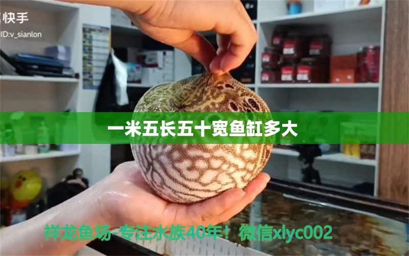 一米五長(zhǎng)五十寬魚(yú)缸多大  黃金達(dá)摩魚(yú)