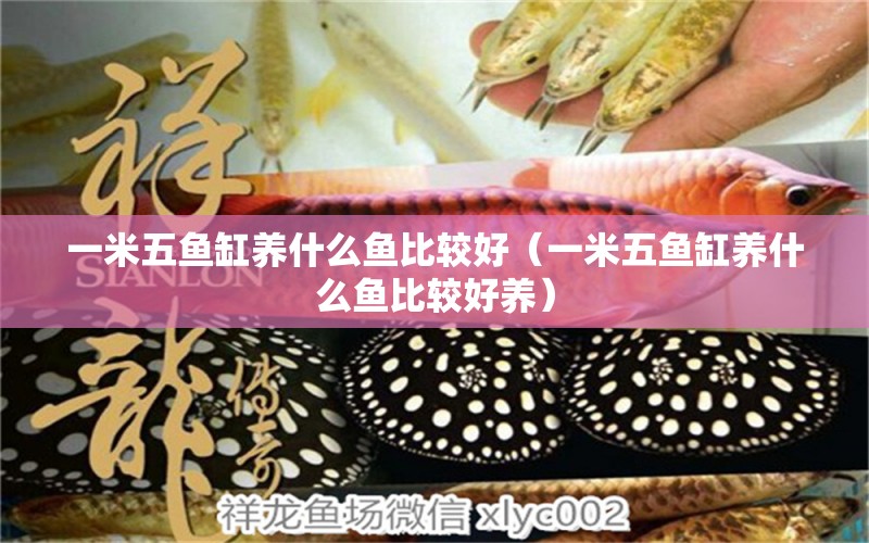 一米五魚缸養(yǎng)什么魚比較好（一米五魚缸養(yǎng)什么魚比較好養(yǎng)）