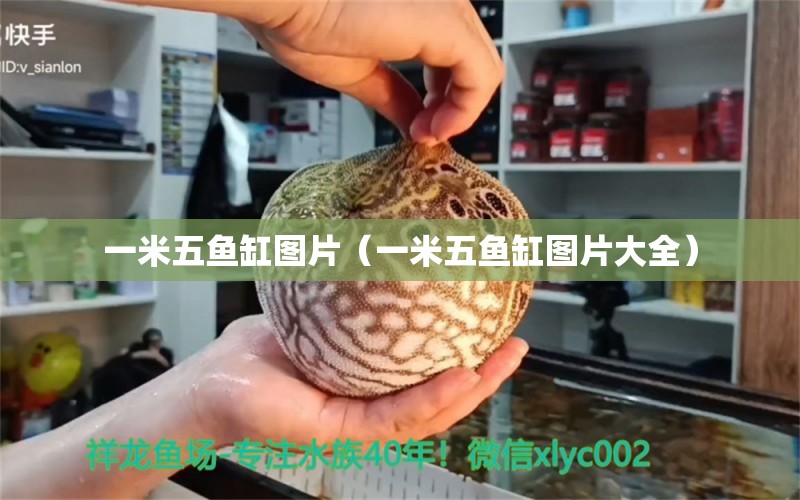 一米五魚缸圖片（一米五魚缸圖片大全）