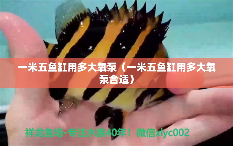 一米五魚缸用多大氧泵（一米五魚缸用多大氧泵合適）