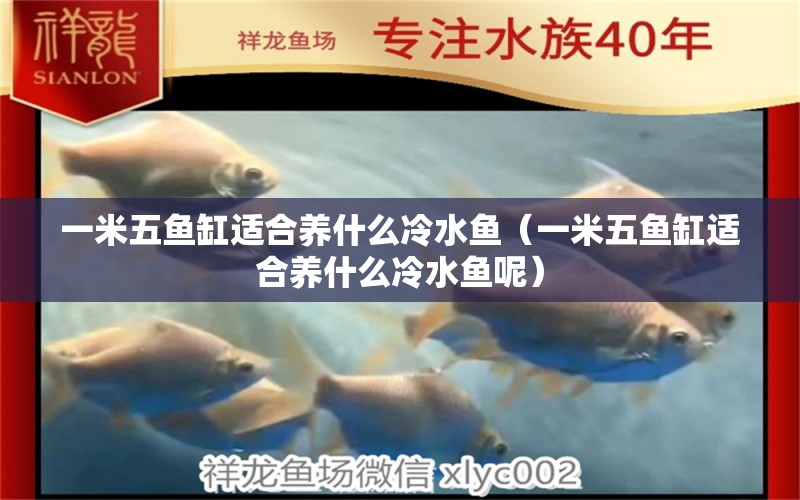 一米五魚缸適合養(yǎng)什么冷水魚（一米五魚缸適合養(yǎng)什么冷水魚呢）