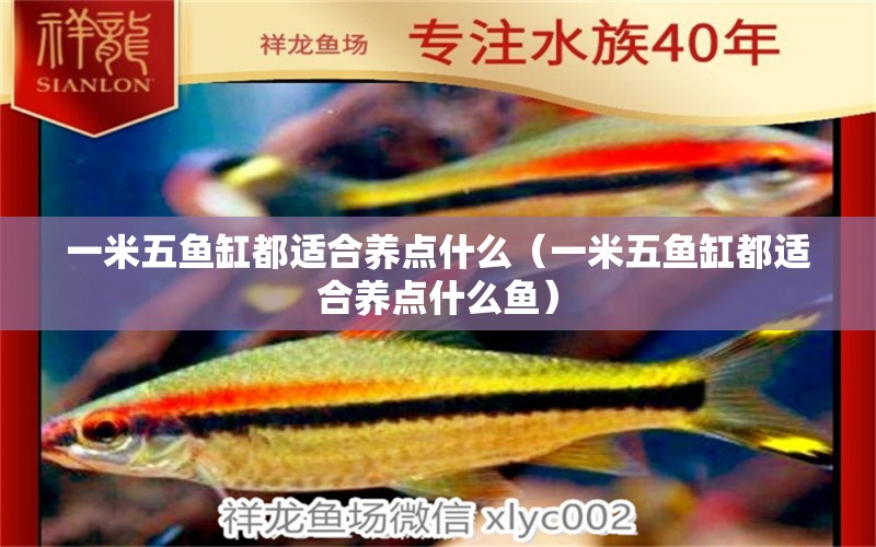 一米五魚缸都適合養(yǎng)點什么（一米五魚缸都適合養(yǎng)點什么魚）