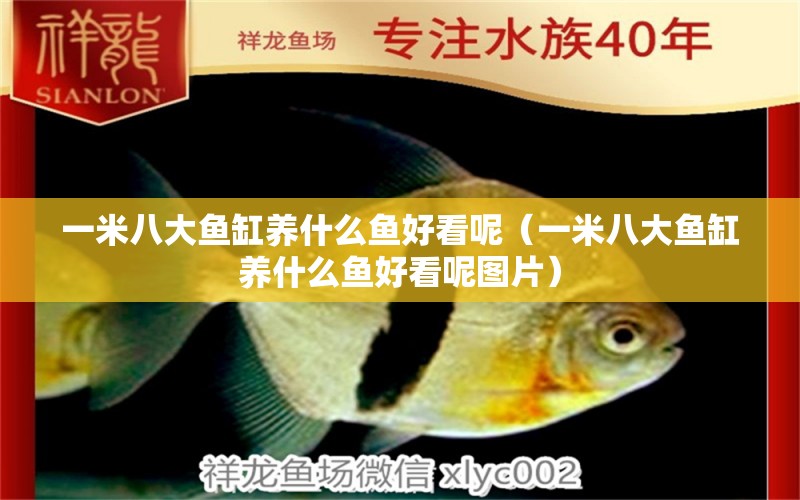 一米八大魚缸養(yǎng)什么魚好看呢（一米八大魚缸養(yǎng)什么魚好看呢圖片） 魚缸百科