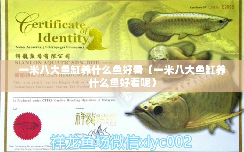 一米八大魚缸養(yǎng)什么魚好看（一米八大魚缸養(yǎng)什么魚好看呢）