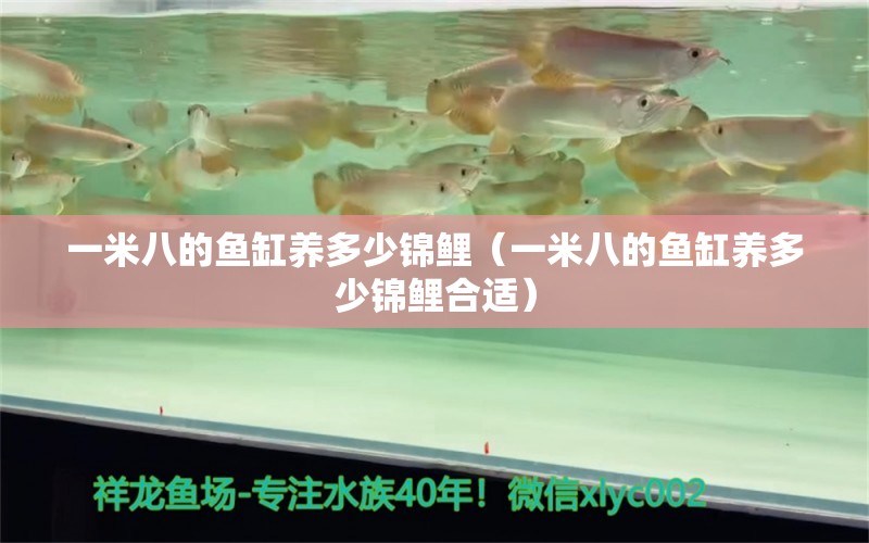 一米八的魚缸養(yǎng)多少錦鯉（一米八的魚缸養(yǎng)多少錦鯉合適） 觀賞魚市場（混養(yǎng)魚）